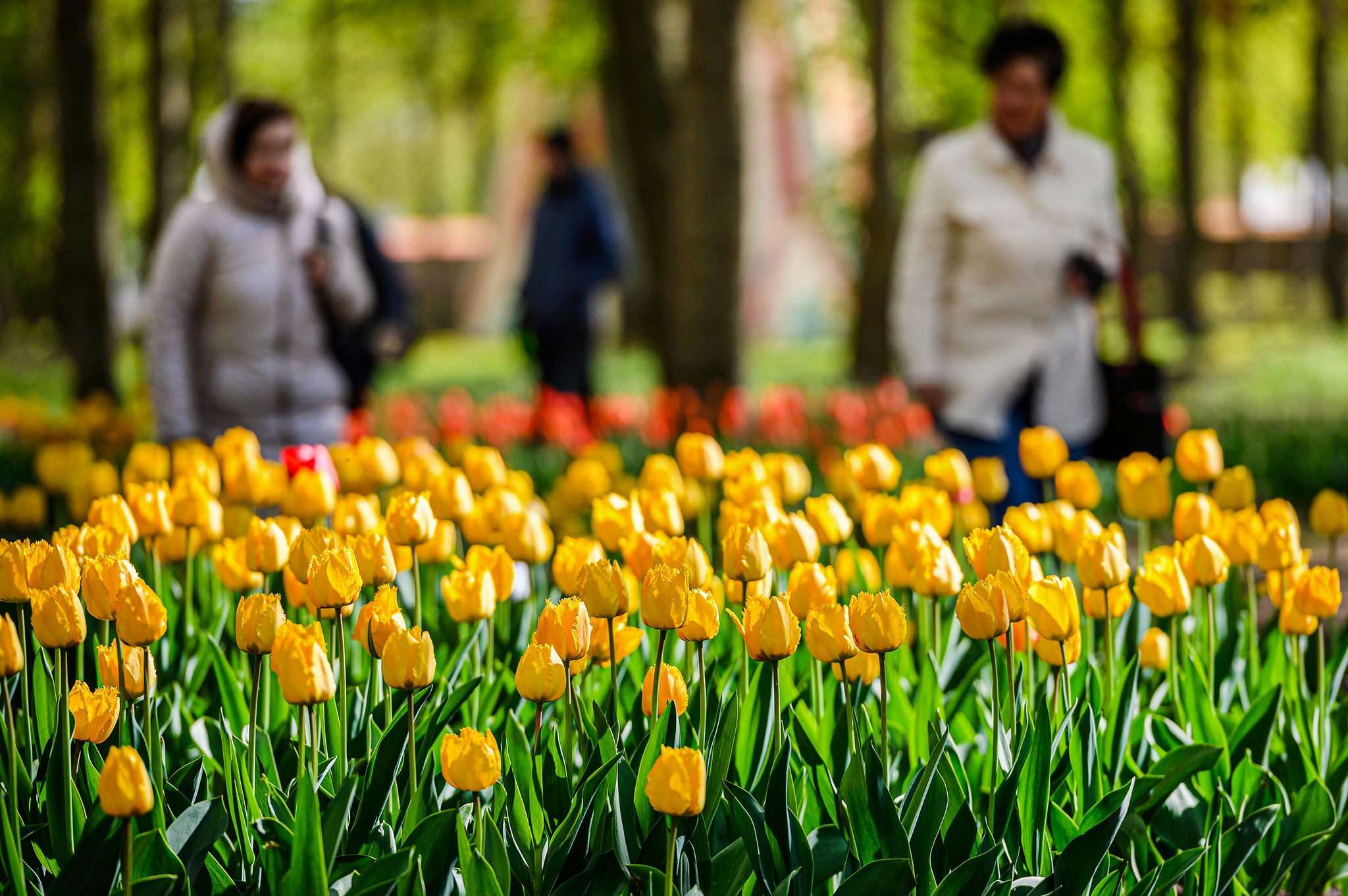 Pakruojo dvaro gėlininkų patarimai