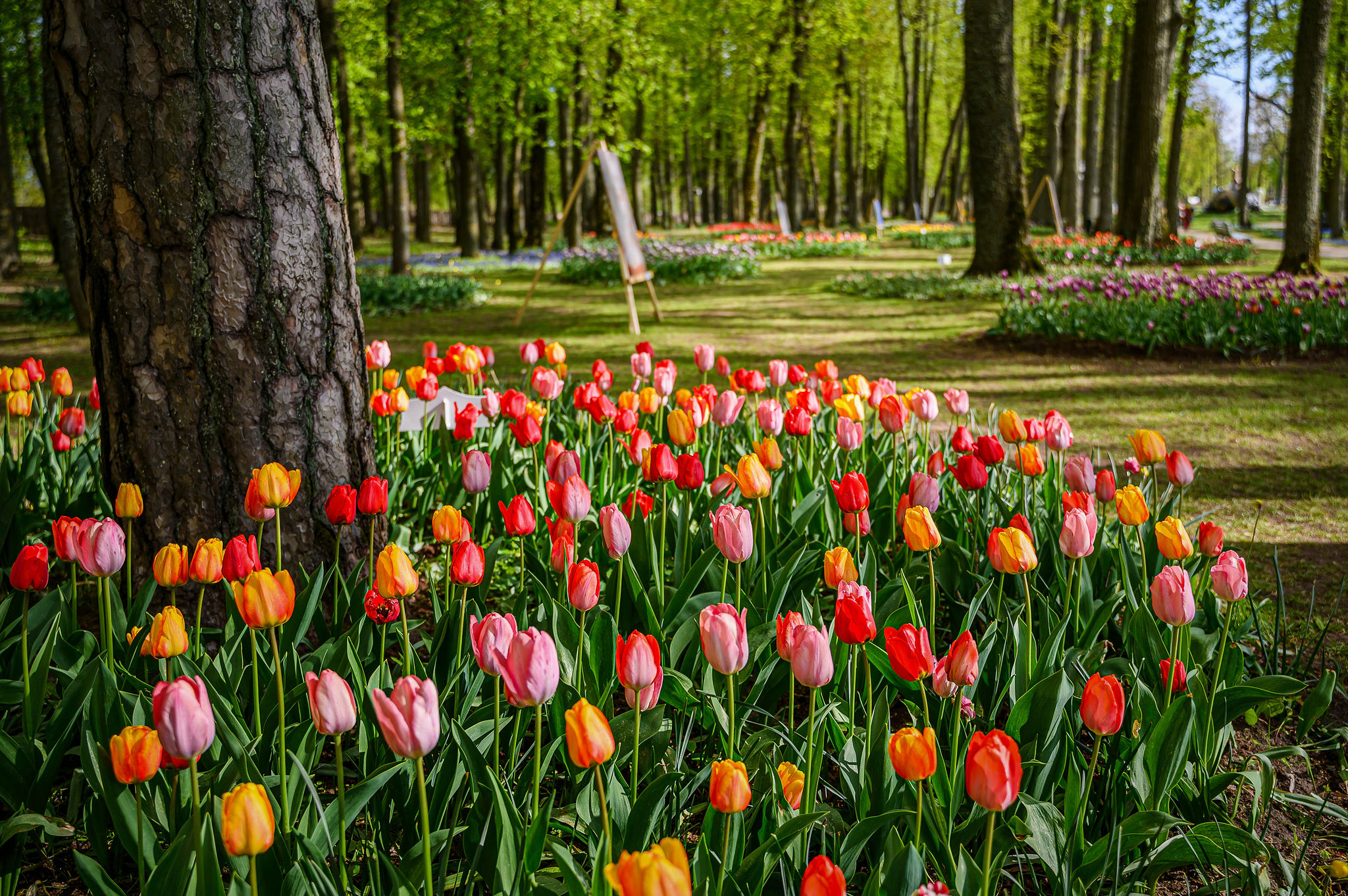 Tulpių ir pavasario gėlių festivalis „Renesansas“