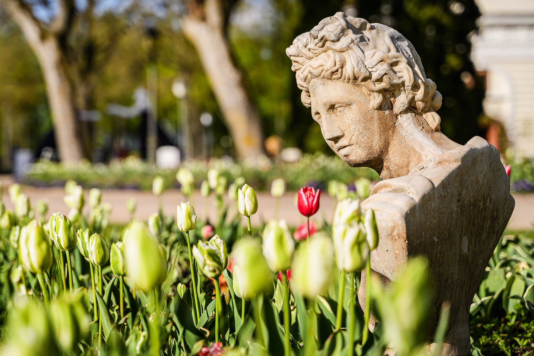 Tulpių ir pavasario gėlių festivalis „Renesansas“