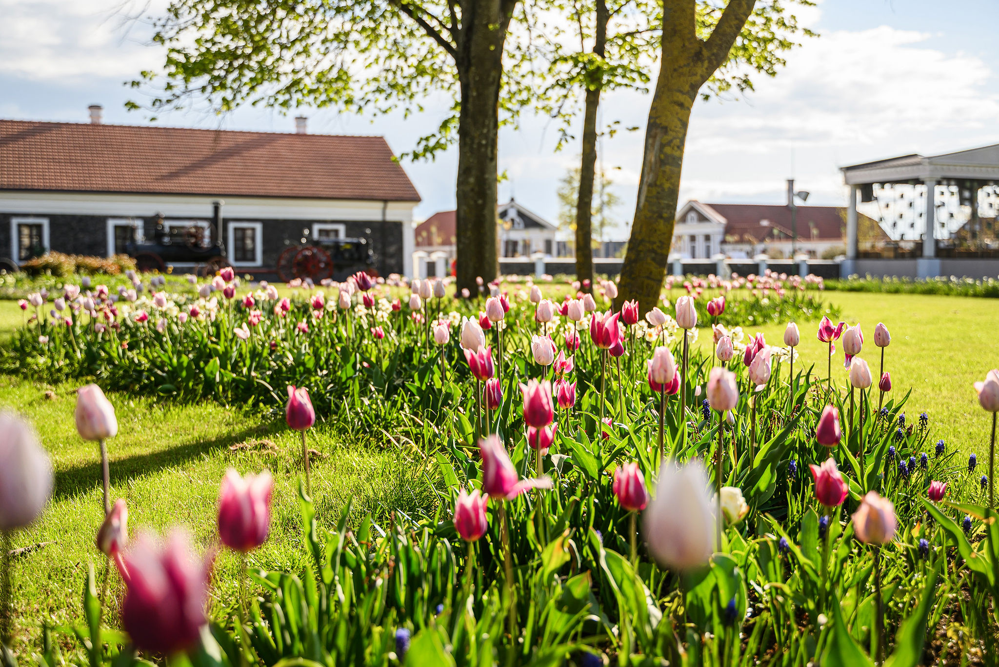 Tulpių žydėjimas Pakruojo dvare jau čia pat