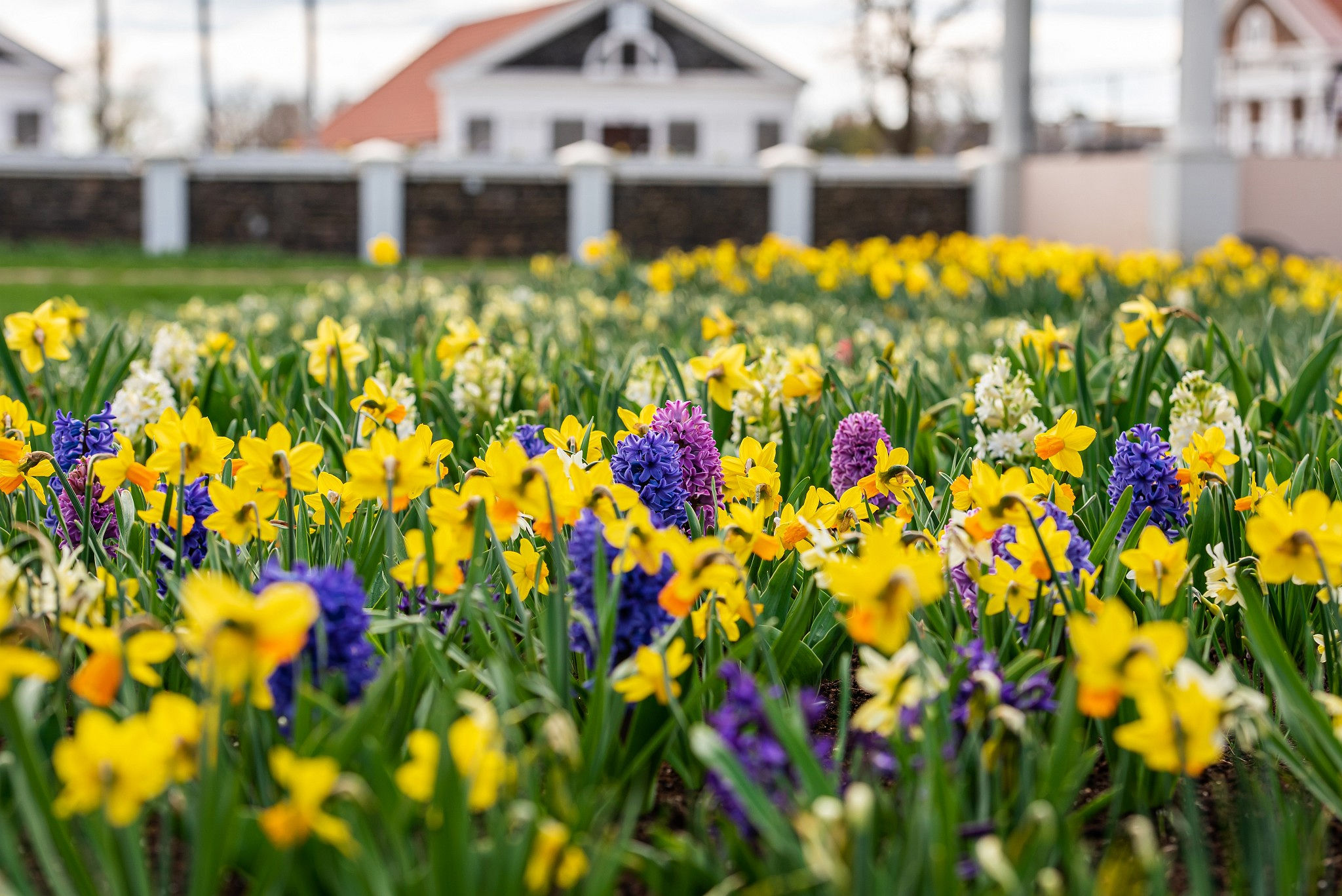 Tulpių ir pavasario gėlių festivalis Pakruojo dvare