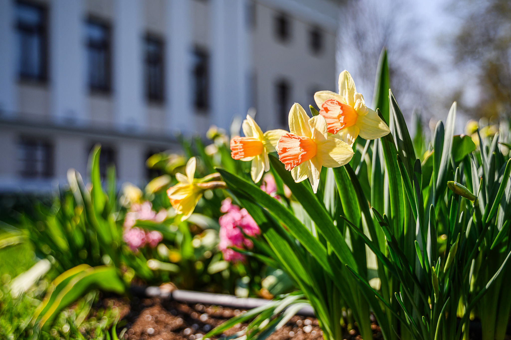 Savaitgalį startuoja Renesanso įkvėptas tulpių ir pavasario gėlių festivalis Pakruojo dvare