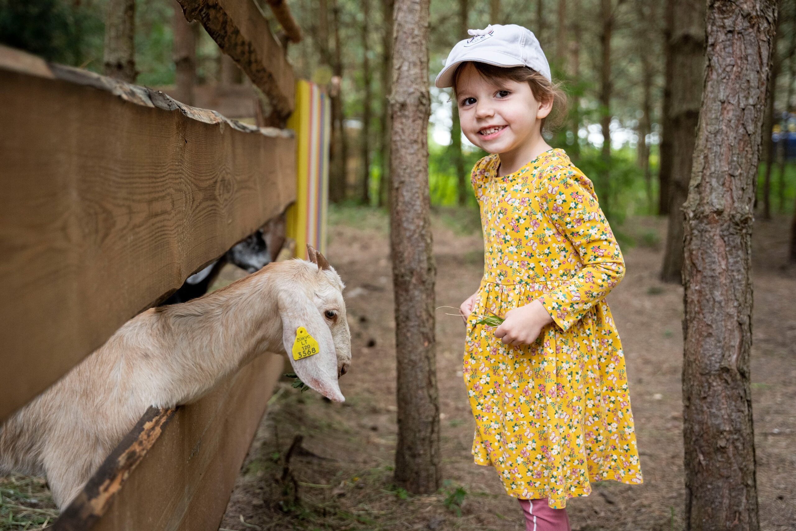 Pepės vilaitė (Jonavos rajonas)