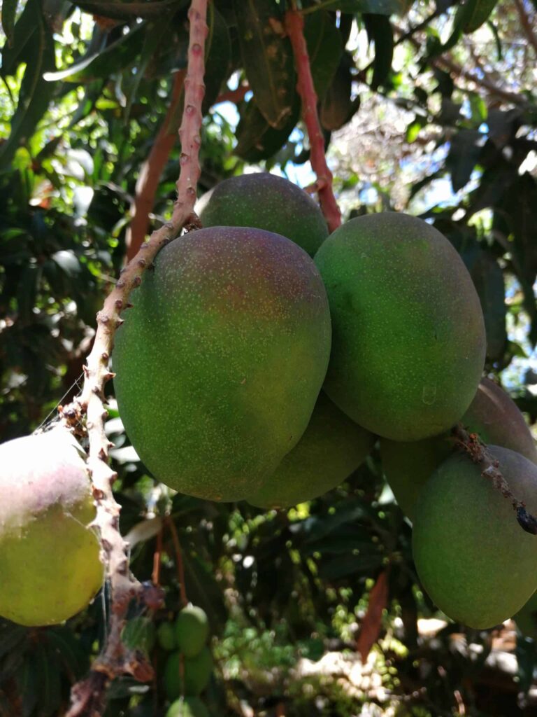 Finca el Carreton