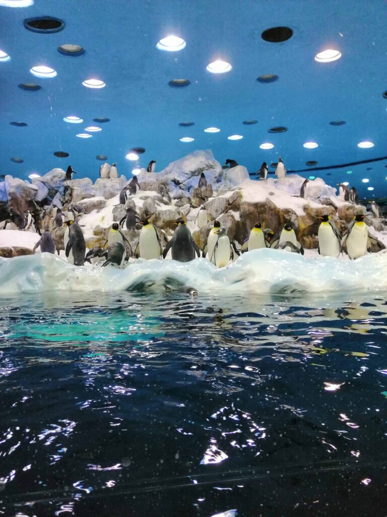 Zoologijos parkai ir gyvūnų ūkiai Tenerifėje