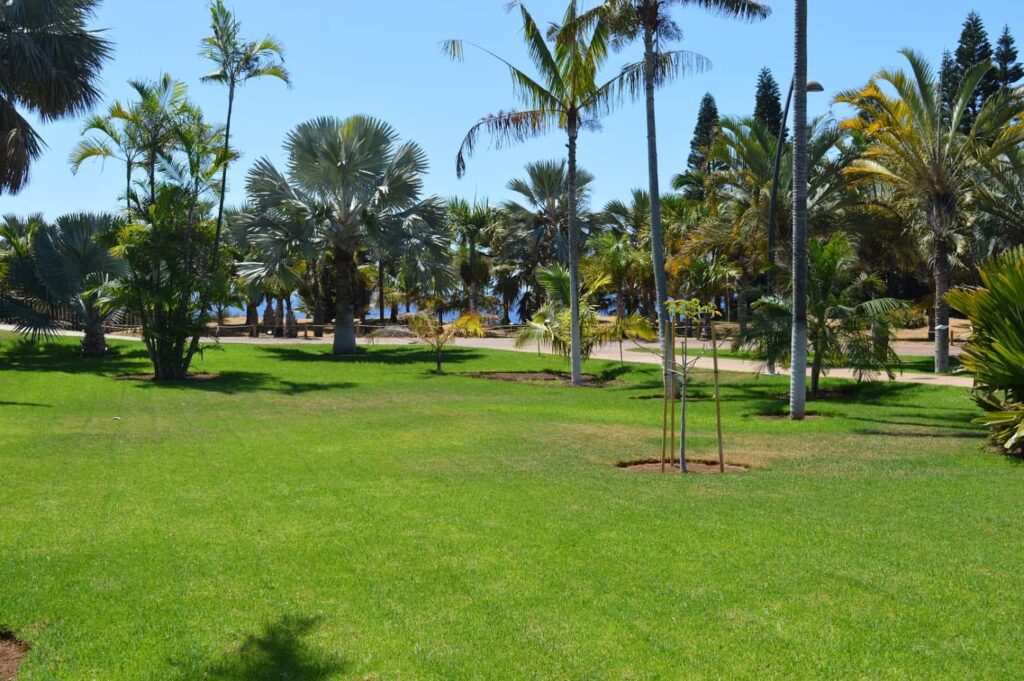 Palmetum parkas