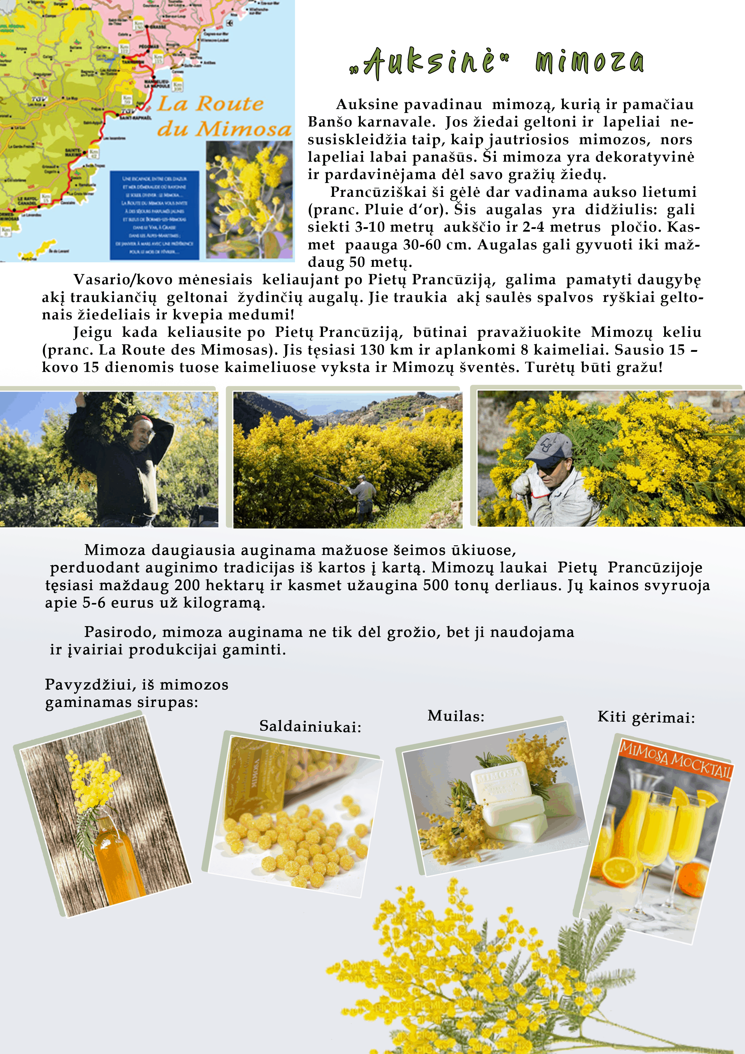 Mimoza - pavasario gėlė Belgijoje ir Prancūzijoje