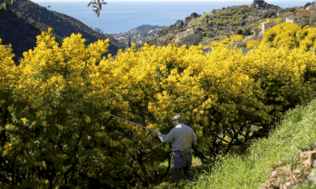 Mimoza - pavasario gėlė Belgijoje ir Prancūzijoje