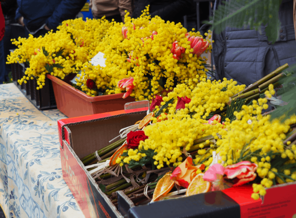 Mimozų žydėjimas Europoje – pavasario ženklas Belgijoje ir Prancūzijoje