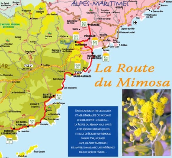 Mimoza - pavasario gėlė Belgijoje ir Prancūzijoje