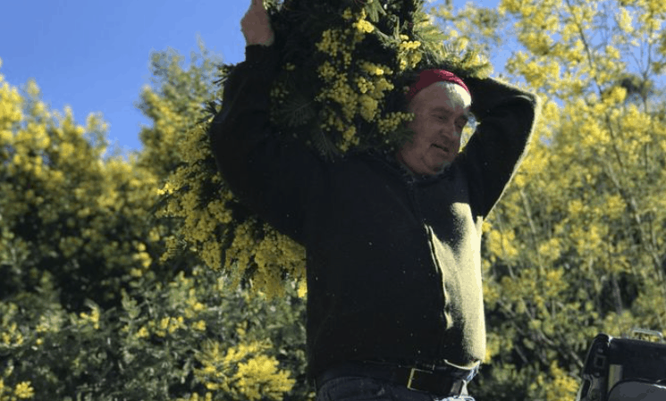 Mimoza - pavasario gėlė Belgijoje ir Prancūzijoje