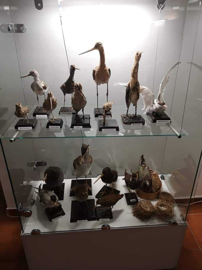 Paukščių iškamšų salė dvaro muziejuje