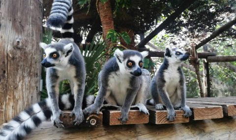 Zoologijos parkai ir gyvūnų ūkiai Tenerifėje