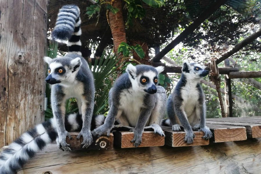 Zoo Parks and Animal Farms in Tenerife