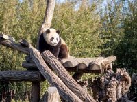 Zoologijos sodas „Pairi Daiza“ Belgijoje