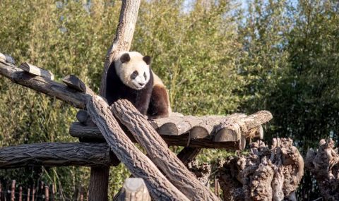 Zoologijos sodas „Pairi Daiza“ Belgijoje