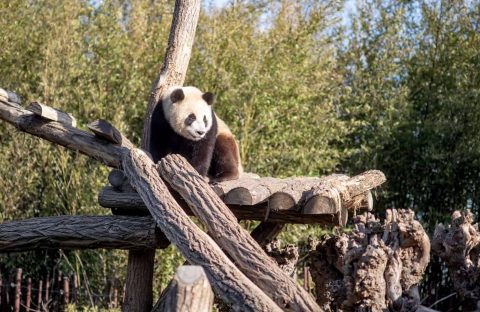 Zoologijos sodas „Pairi Daiza“ Belgijoje