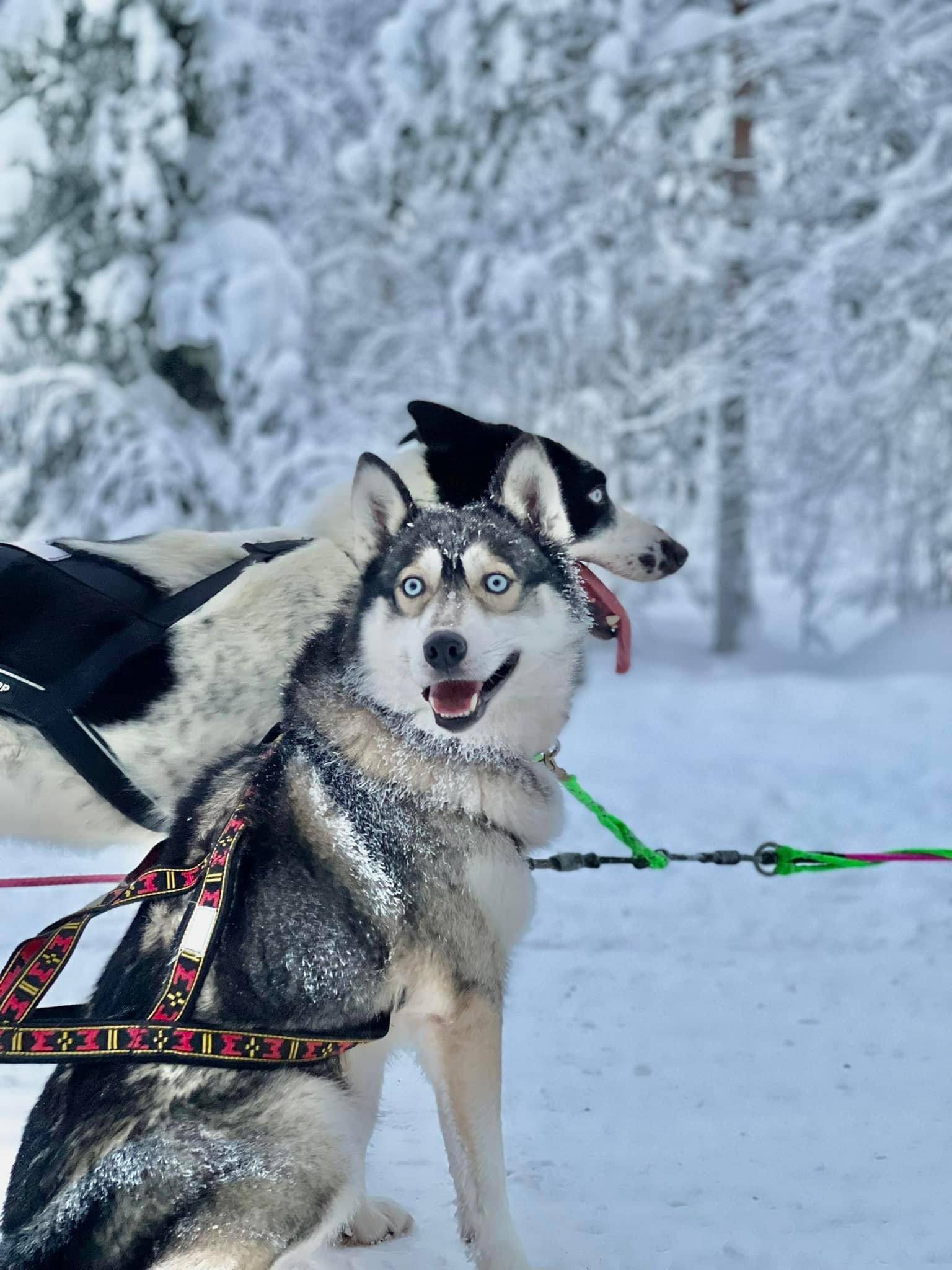 Pasivažinėjimas haskiais