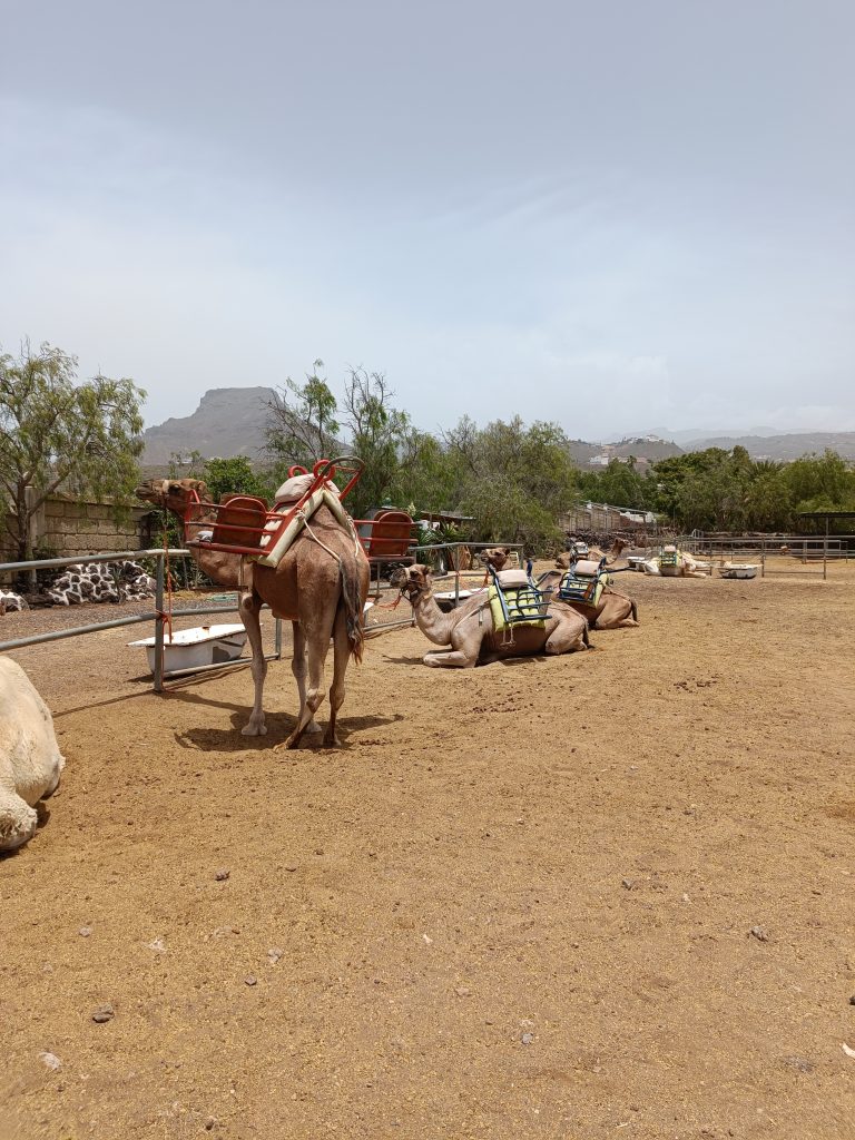 Camel park