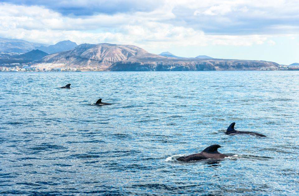 Banginių ir delfinų stebėjimas Tenerifėje