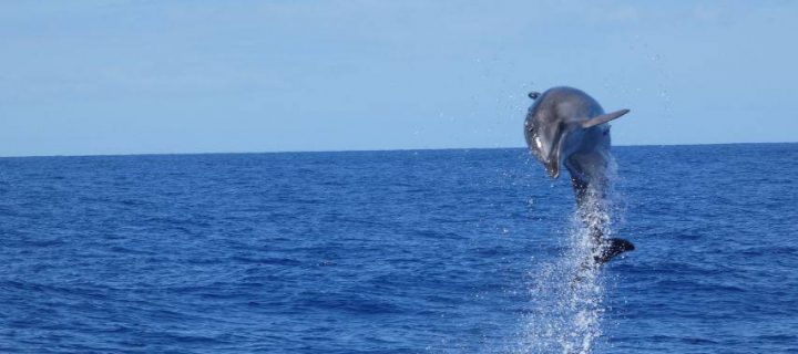 Ekologiškas delfinų stebėjimas