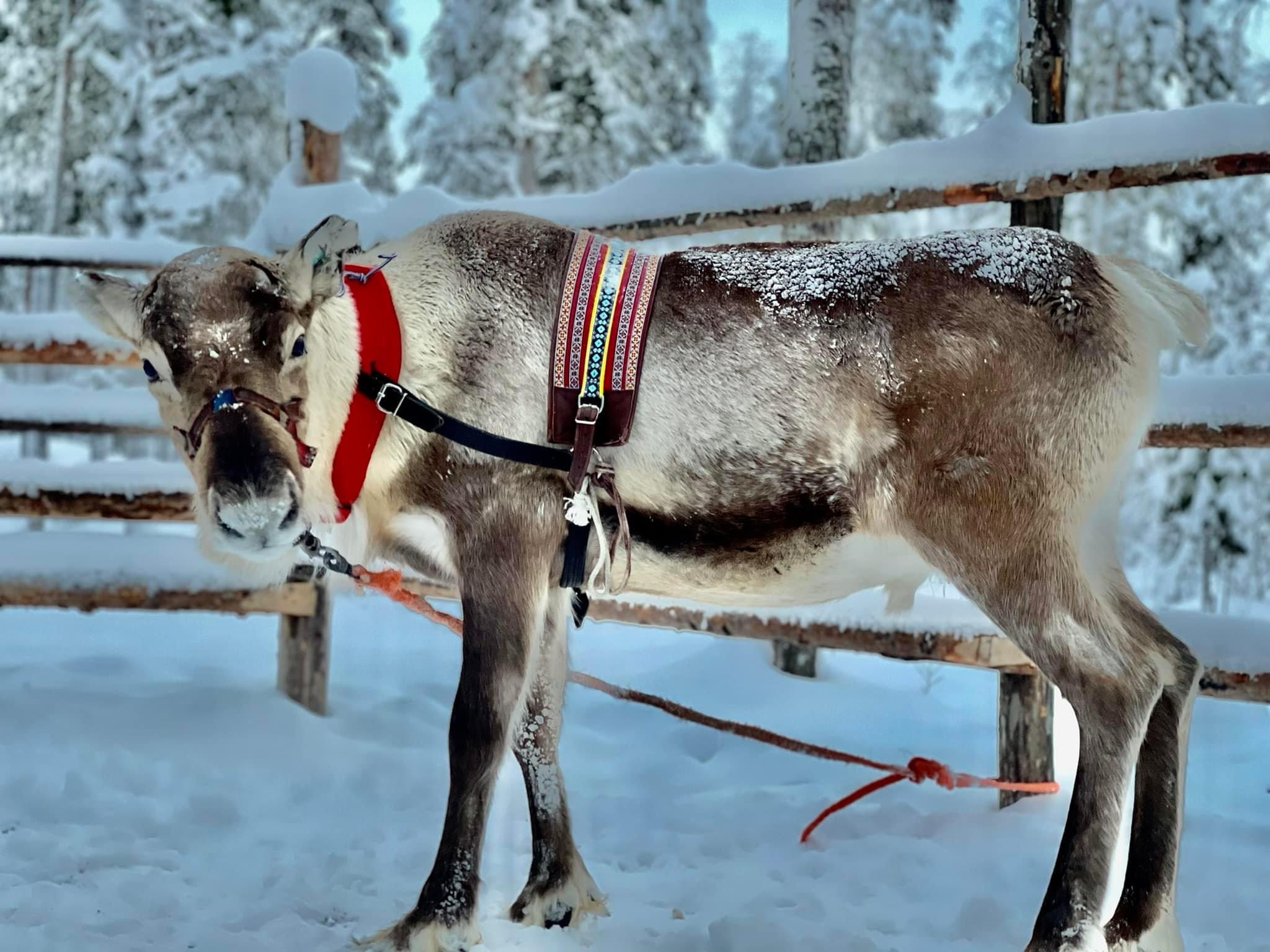 Kelionė į Laplandiją pas Kalėdų senelį