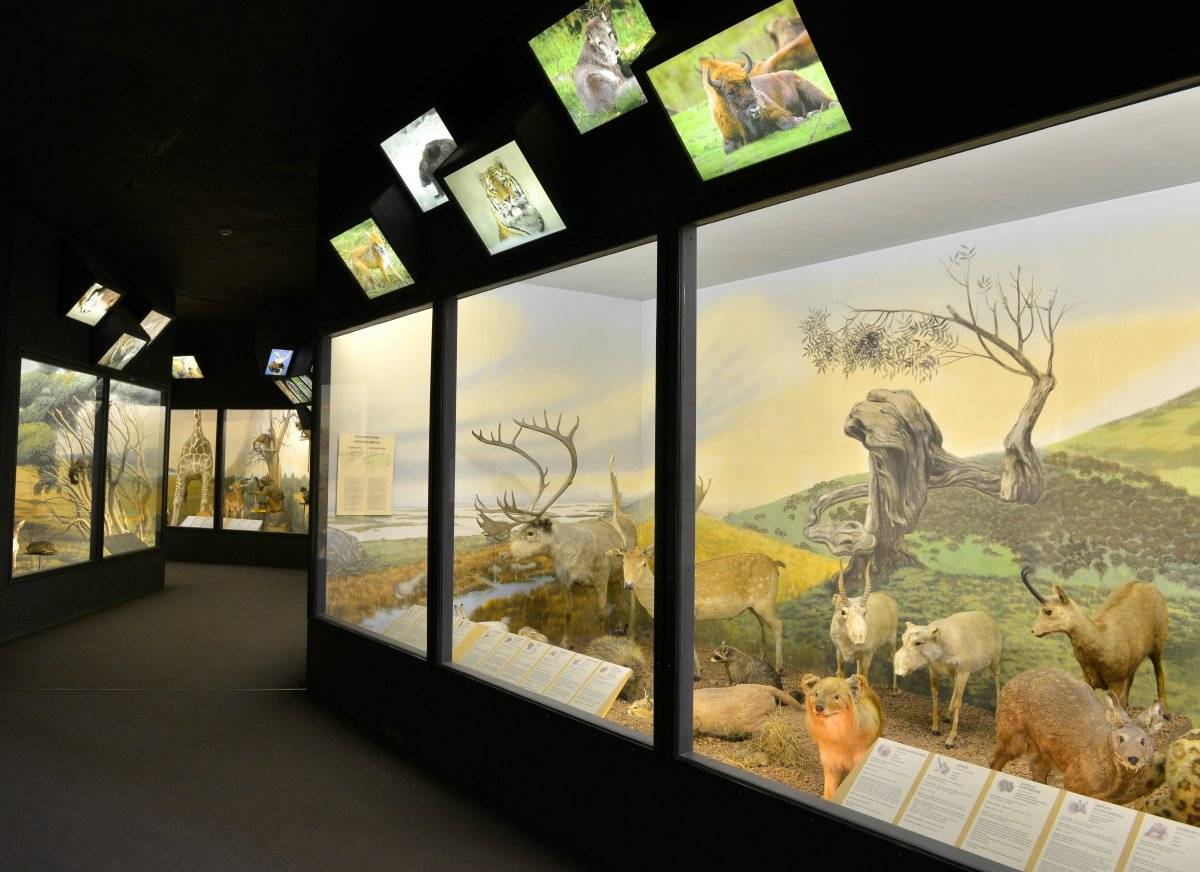 Latvijos nacionalinis gamtos istorijos muziejus