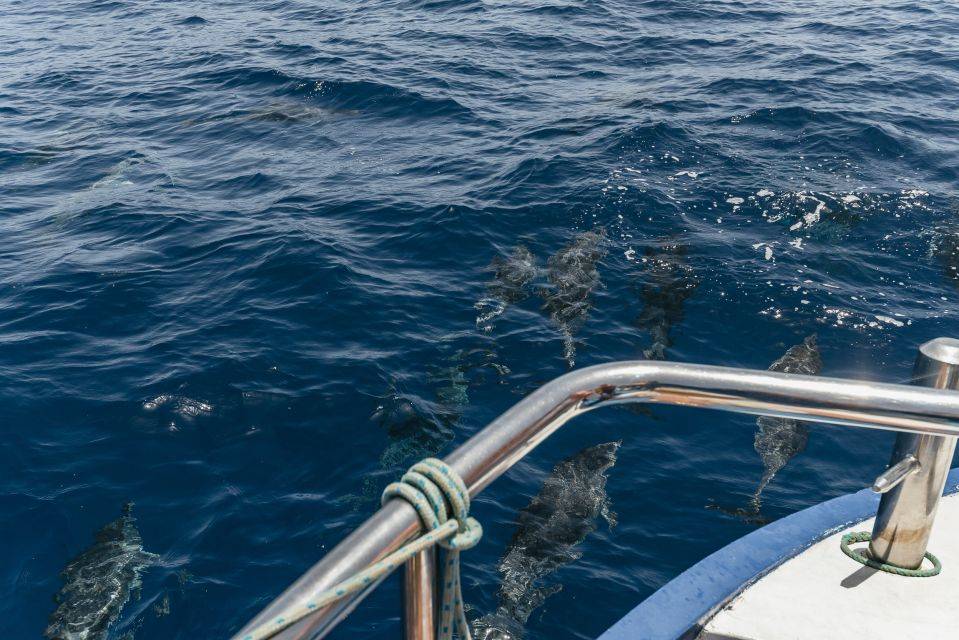 Delfinų ir banginių stebėjimas