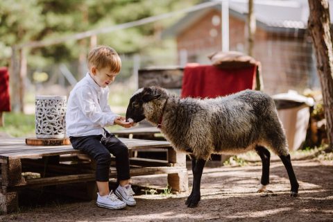 Top70 gyvūnų ūkių ir parkų Lietuvoje