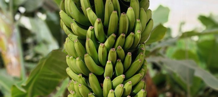 Ekskursija ir degustacija bananų plantacijoje Tenerifėje