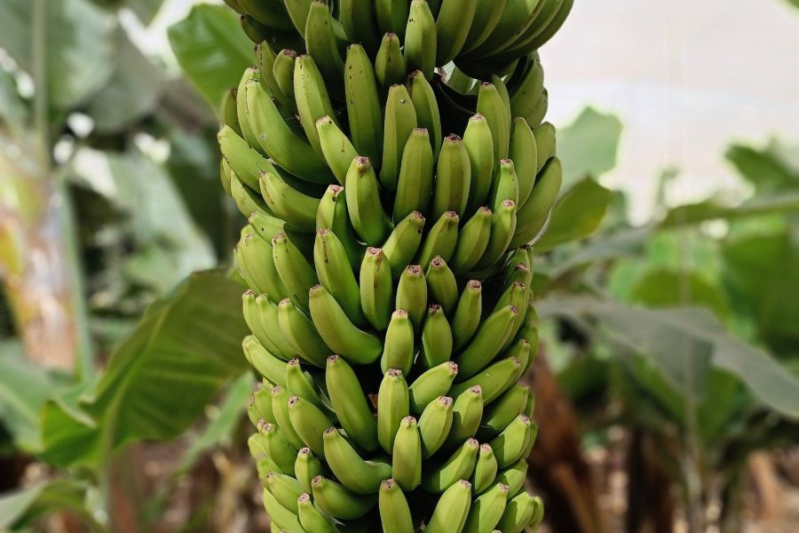 Ekskursija ir degustacija bananų plantacijoje Tenerifėje