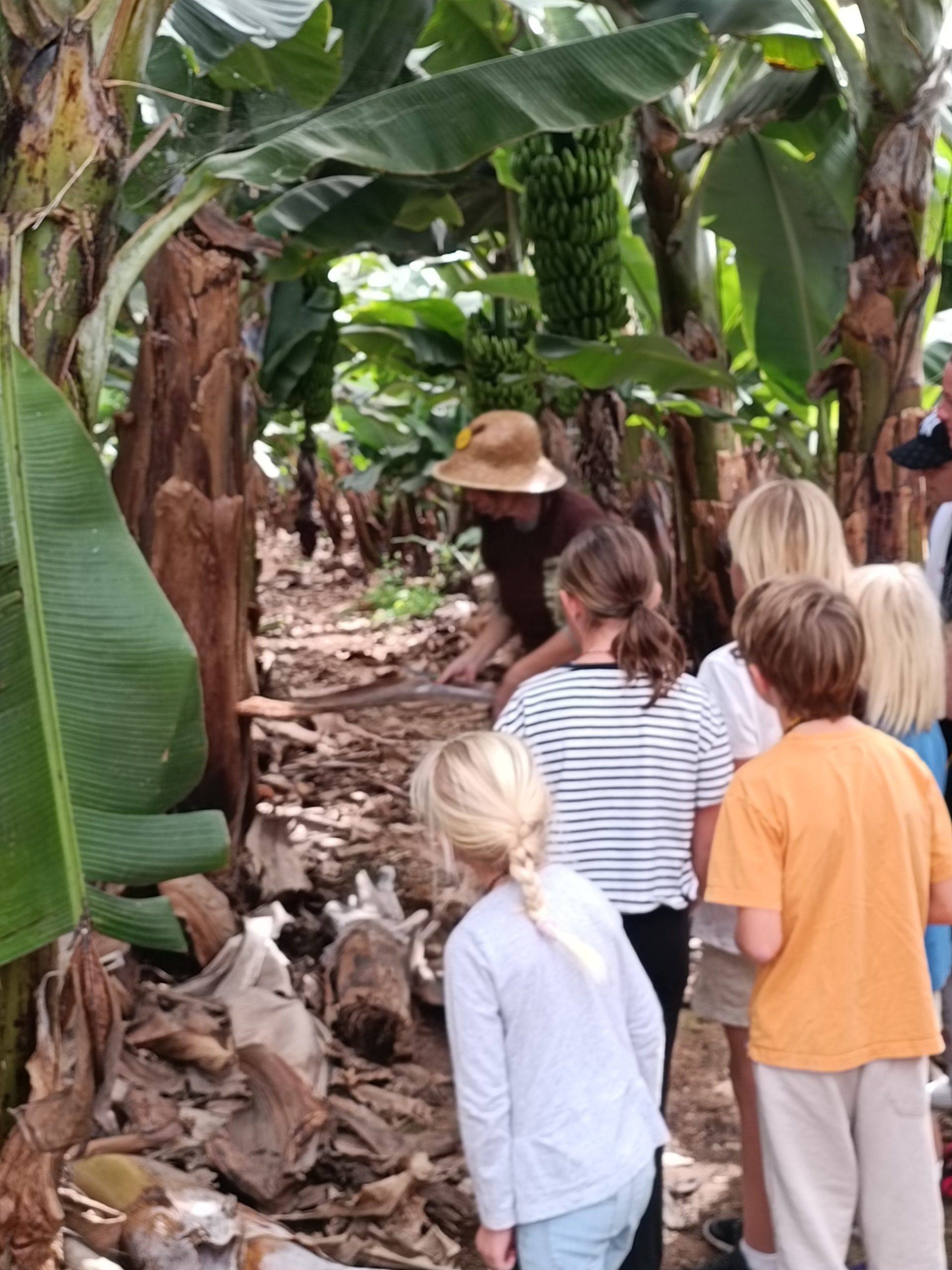 Ekskursija po bananų plantaciją Tenerifėje