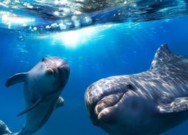Delfinų ir banginių stebėjimas Gran Kanarijoje