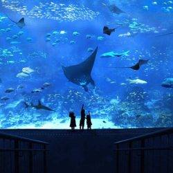 Aquarium in Singapore