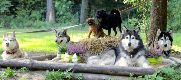 The Homestead Wolf’s Song (Vilko daina)