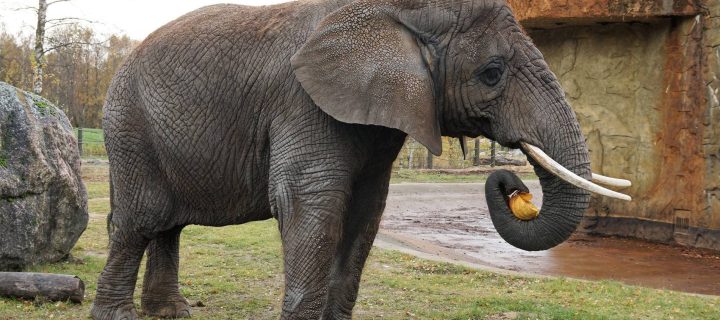 Tallinn Zoo