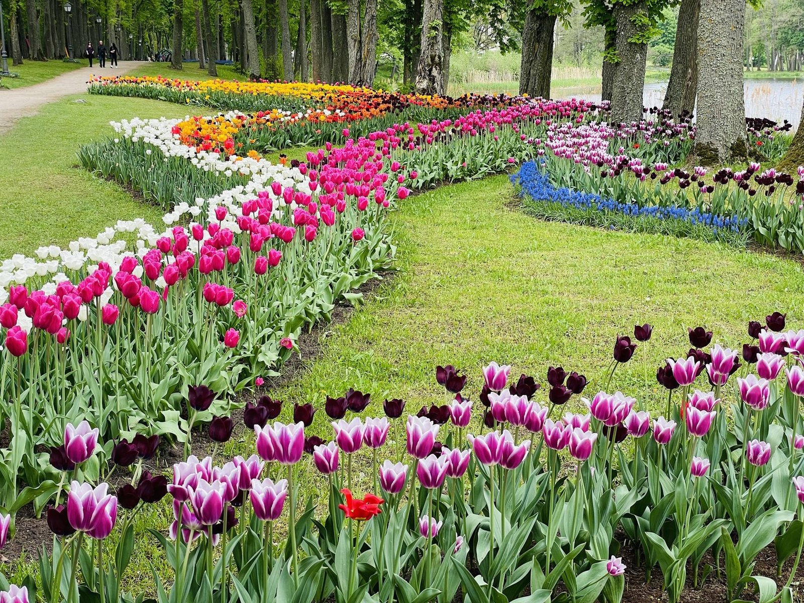 Tulpių ir pavasario festivalis Pakruojo dvare
