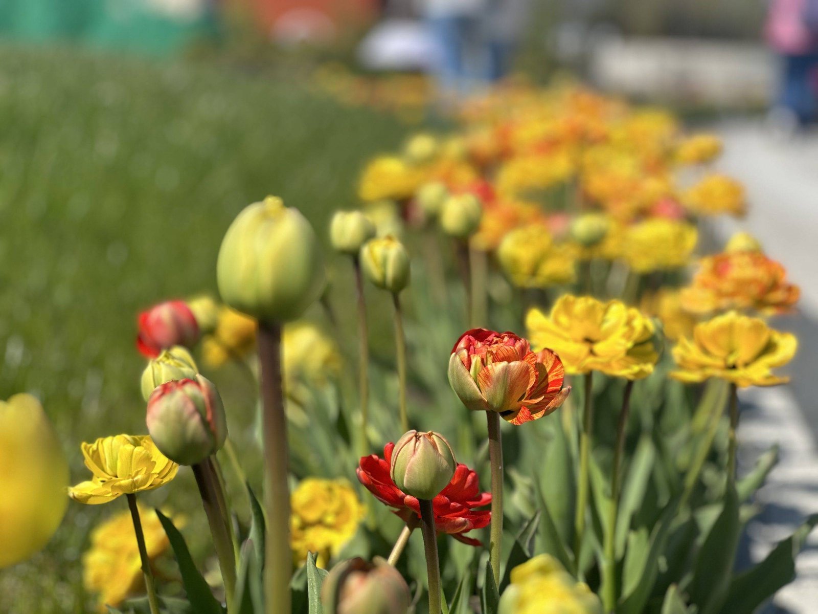 Tulpių žydėjimo festivalis Babilono soduose