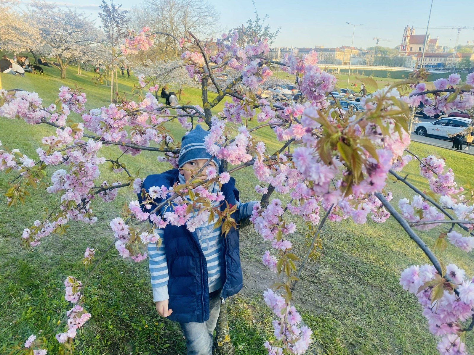 Sakurų parkai Lietuvoje „Č. Sugiharos“ sakurų parkas prie Baltojo tilto, Vilniuje