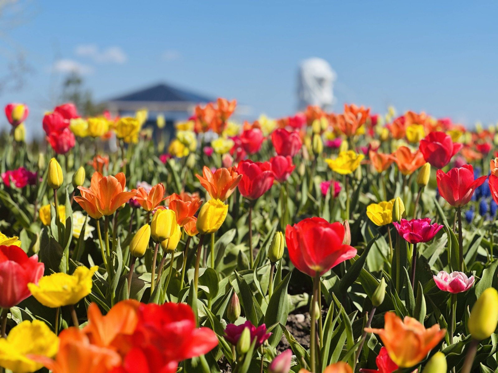 Dovana mamai - įspūdinga diena Babilono soduose