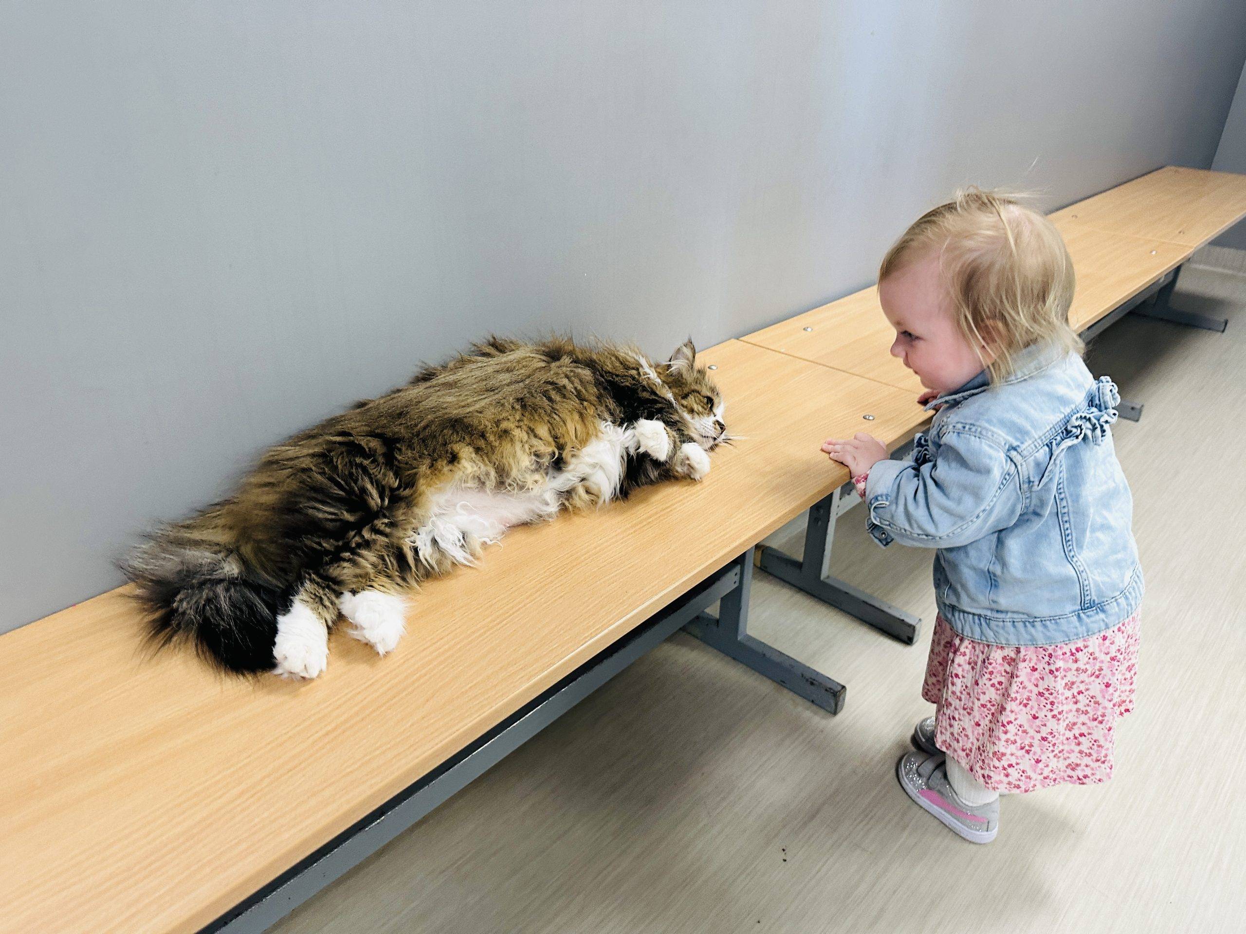 Katinų muziejus Šiauliuose