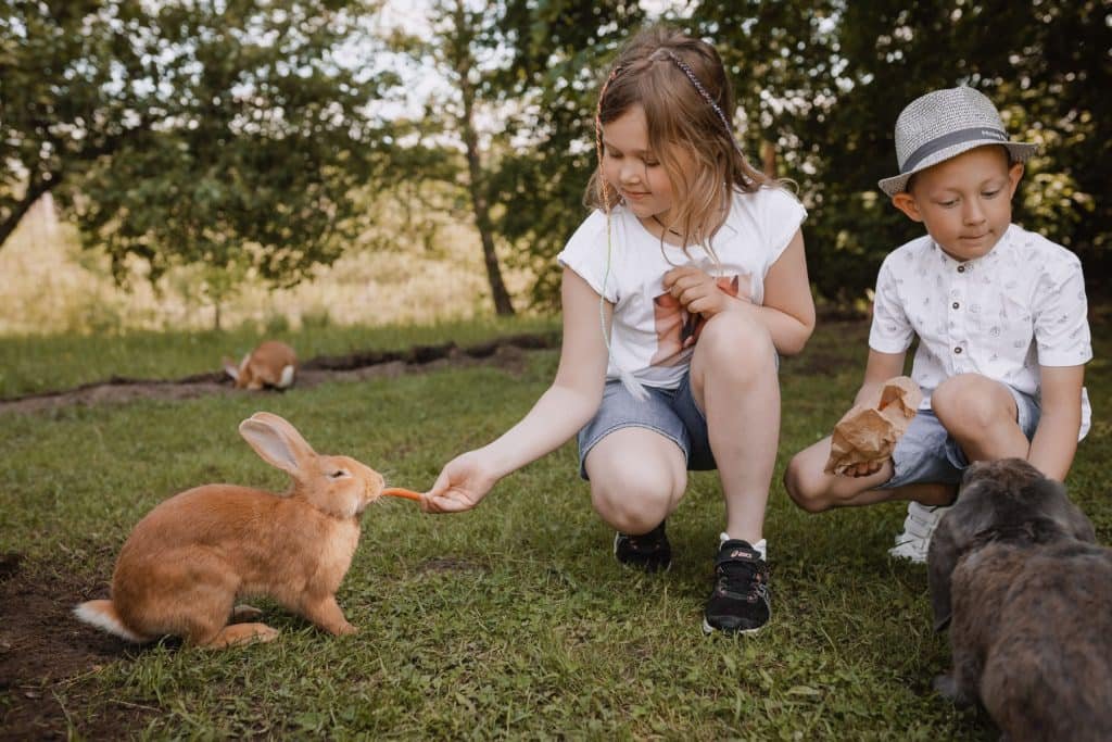 Laisvalaikio erdvė su gyvūnais BASOMIS PER KADAGYNĘ