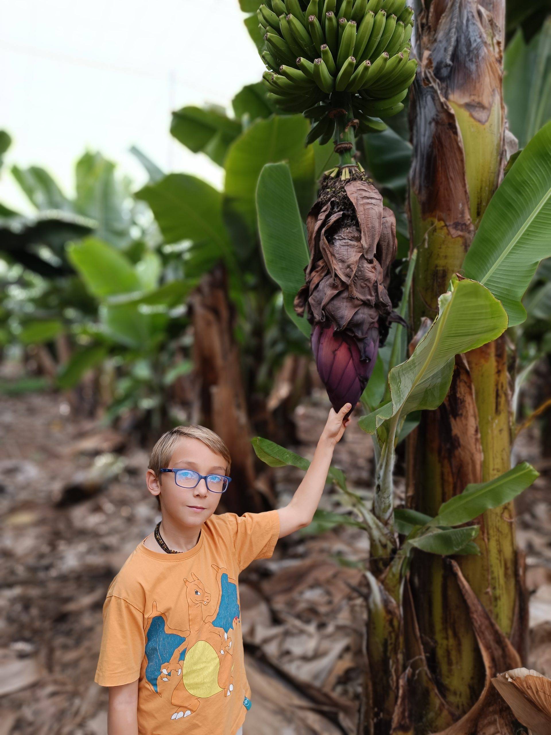 Tour in Banana plantation Tenerife