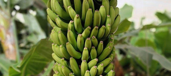 Tenerife Banana plantation tour and tasting