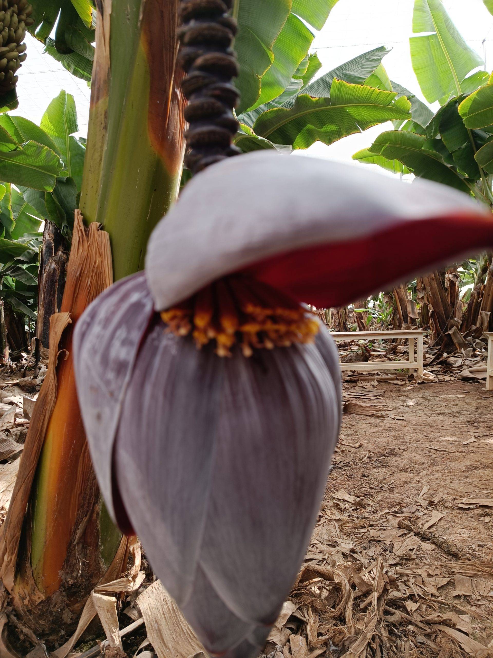 Platanos tree