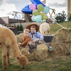 Where to celebrate children's birthdays in nature. Vokės Vingis Alpacas farm