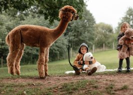 Jonavos alpakos (Jonava Alpaca farm)