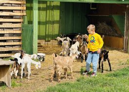 OzkaMale (Goat) Farm