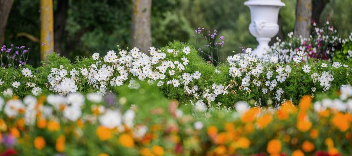 Festivalio Pakruojo dvare aromatai veikia gydančiai