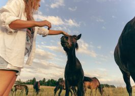 Alanta horses